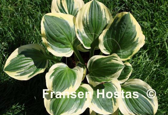 Hosta Cream Cheese