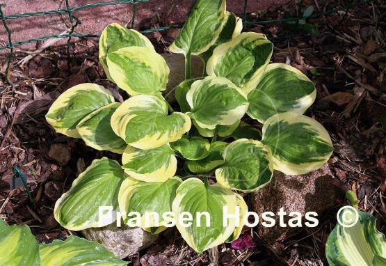 Hosta Cream Cheese