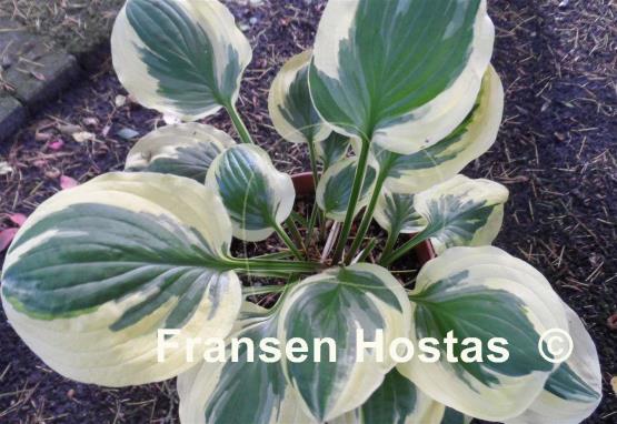 Hosta Cream Cheese