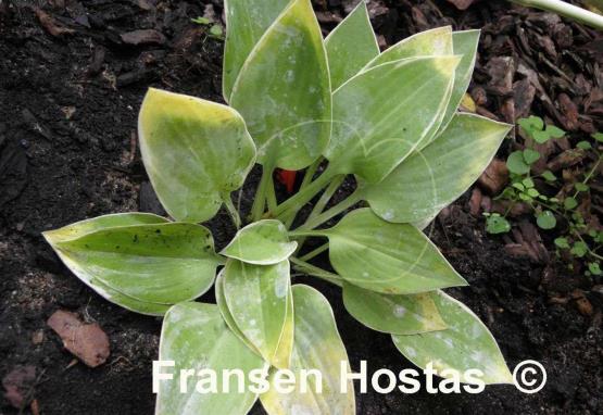 Hosta Cream Edger