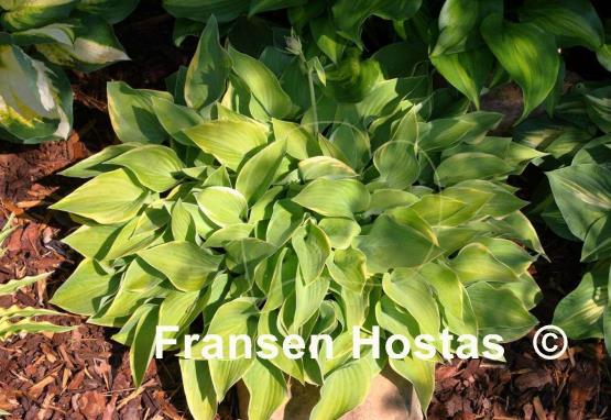Hosta Cream Edger