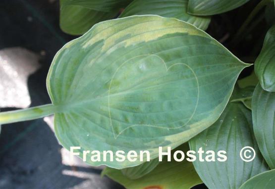Hosta Cream Edger
