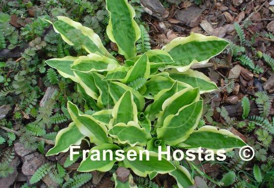 Hosta Crepe Soul
