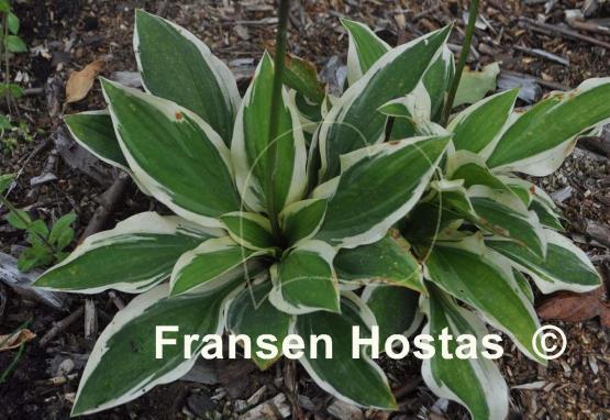 Hosta Crepe Soul