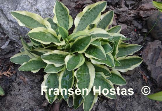 Hosta Crepe Soul