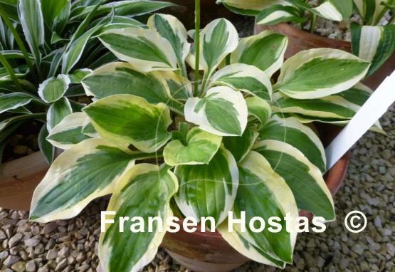Hosta Crepe Soul