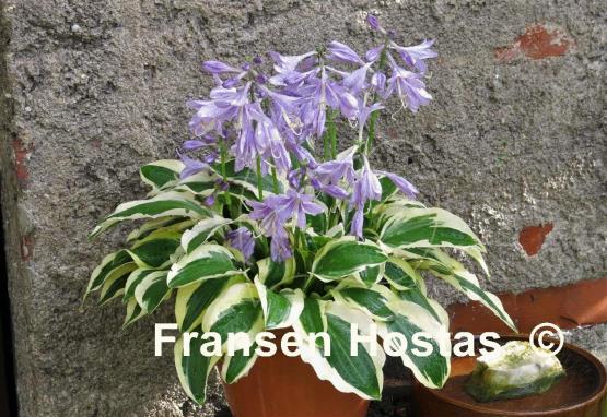 Hosta Crepe Soul