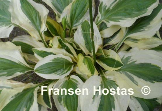 Hosta Crepe Suzette