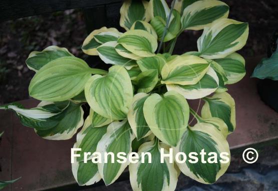 Hosta Crepe Suzette