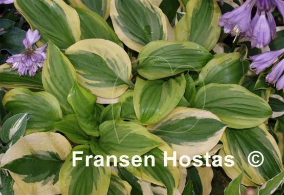 Hosta Crepe Suzette
