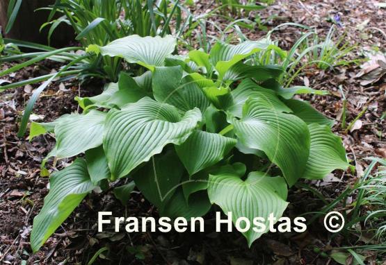 Hosta Crested Reef