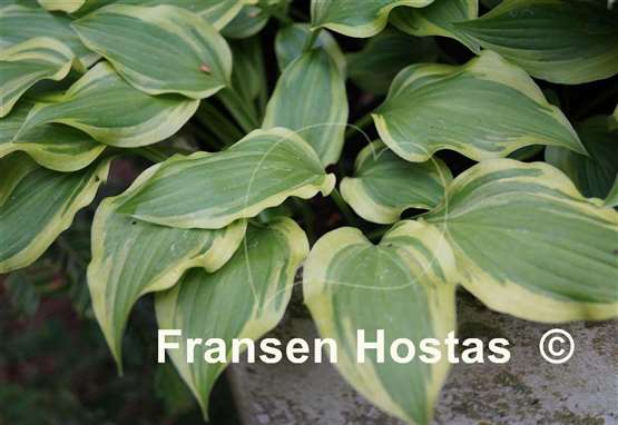 Hosta Crested Surf