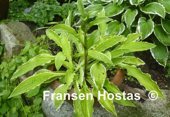 Hosta Crested Surf