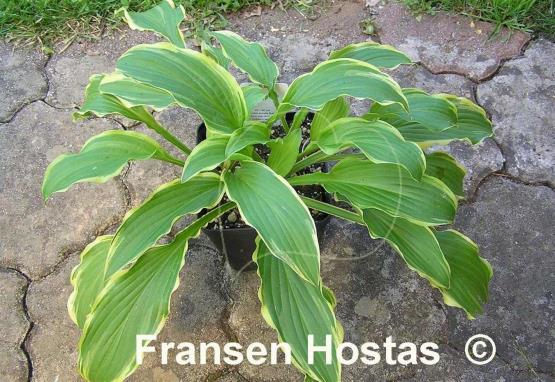 Hosta Crested Surf