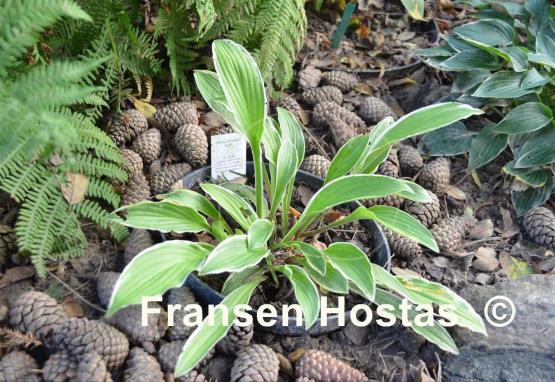 Hosta Crested Surf