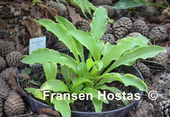 Hosta Crested Surf