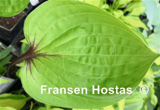 Hosta Crimson Desire