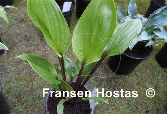 Hosta Crimson Desire