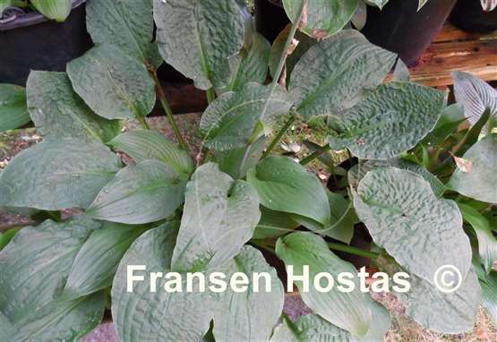 Hosta Crinkled Leather