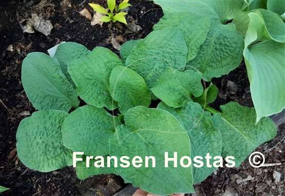 Hosta Crinkled Leather