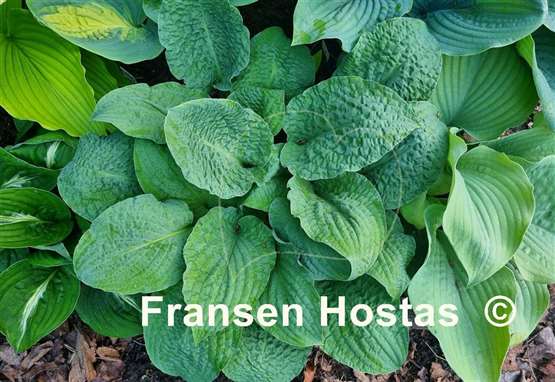 Hosta Crinkled Leather