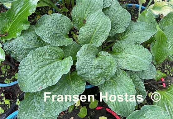 Hosta Crinkled Leather