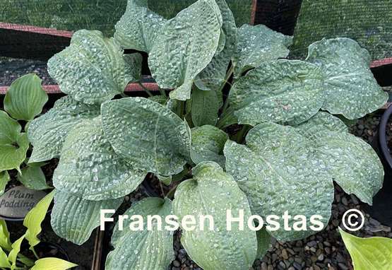 Hosta Crinkled Leather