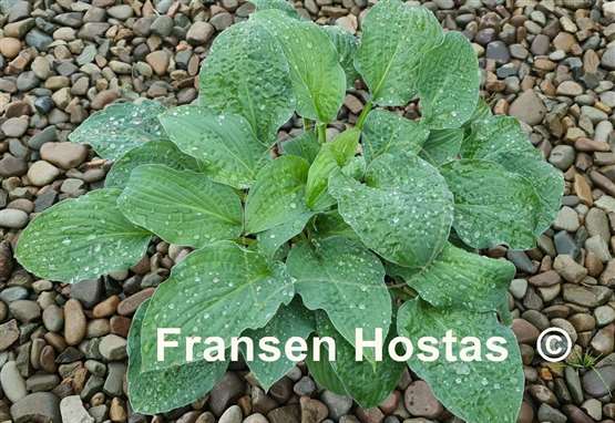 Hosta Crinkled Leather