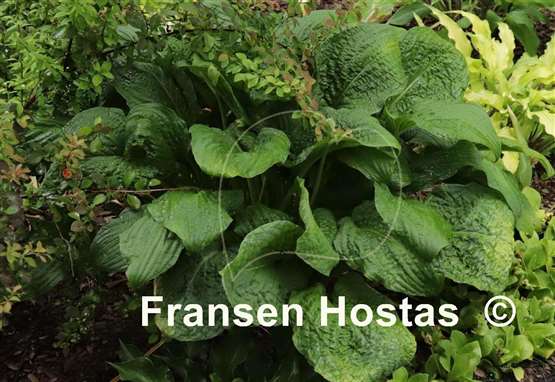 Hosta Crinkled Leather