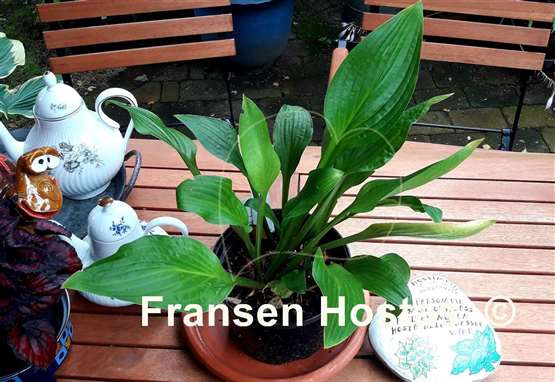Hosta Crocodile Rock