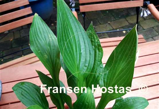 Hosta Crocodile Rock