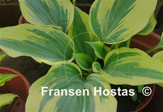 Hosta Crocodile Socks