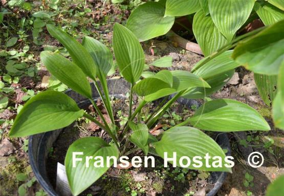 Hosta Crocodile Rock