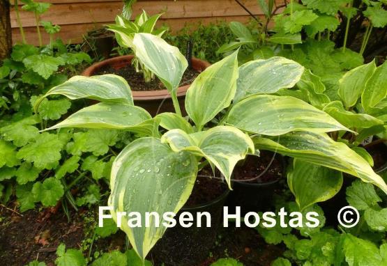 Hosta Crocodile Socks