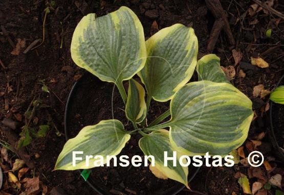 Hosta Crocodile Socks