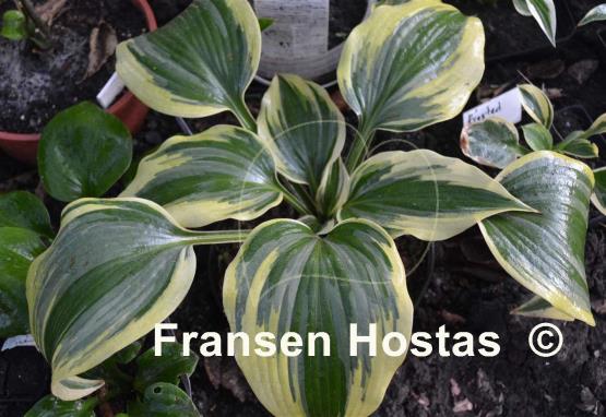 Hosta Crocodile Socks