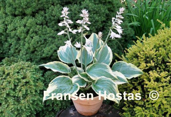 Hosta Crocodile Socks