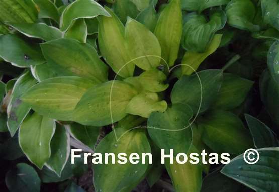 Hosta Crown Prince