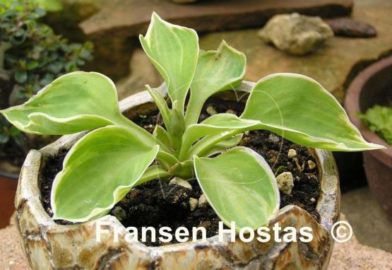 Hosta Crown Jewel