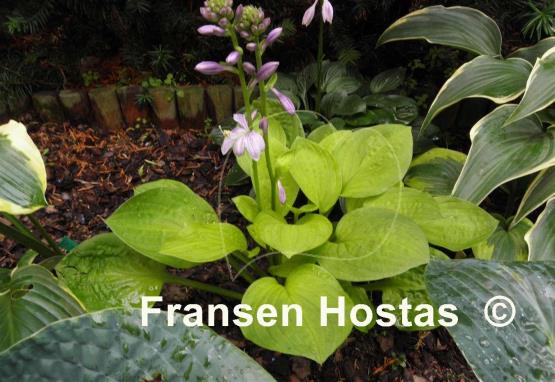Hosta Crown Prince