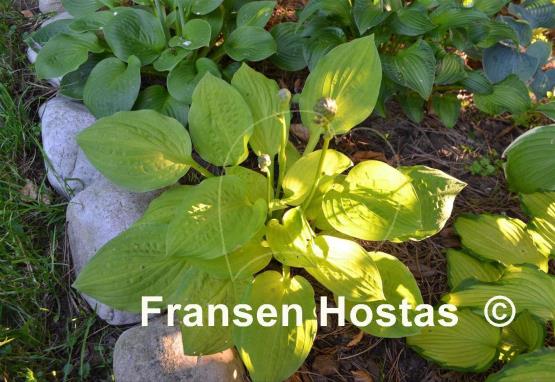 Hosta Crown Prince