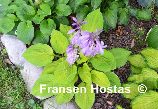 Hosta Crown Prince