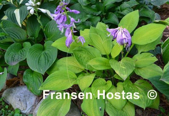 Hosta Crown Prince