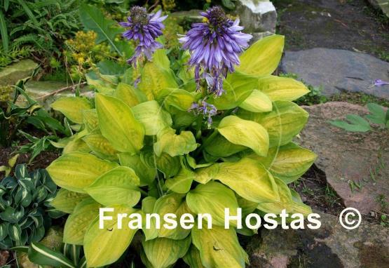 Hosta Crown Prince