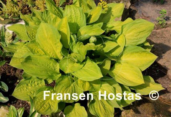 Hosta Crown Prince