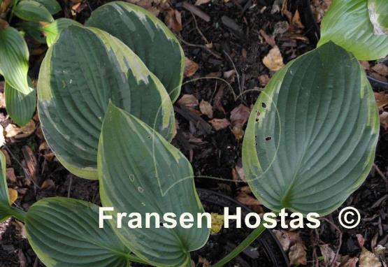 Hosta Crown Royalty