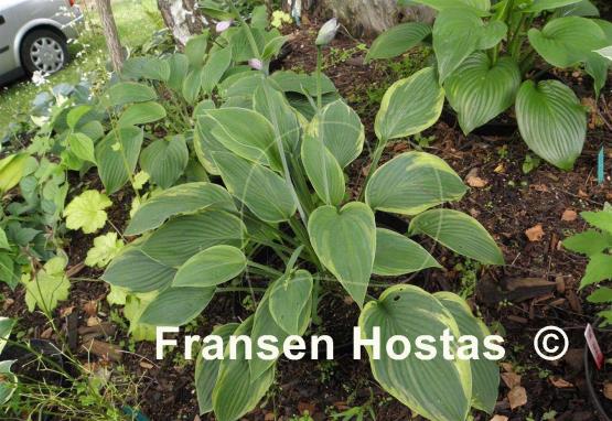 Hosta Crown Royalty