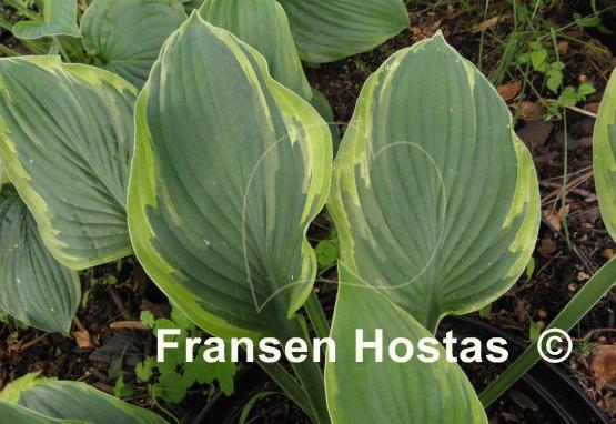 Hosta Crown Royalty