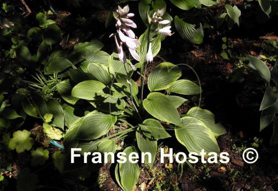 Hosta Crown Royalty