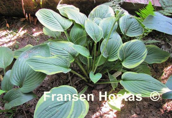 Hosta Crown Royalty